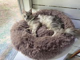 Aprilsalleycatart review photo