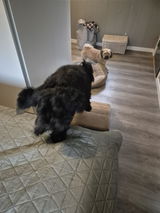 Dorte review photo