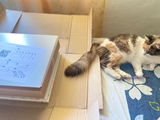 Cecilia C. review photo