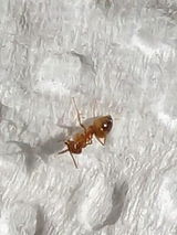 p3u2c5a review photo