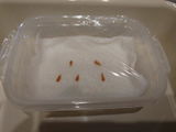 Jin review photo