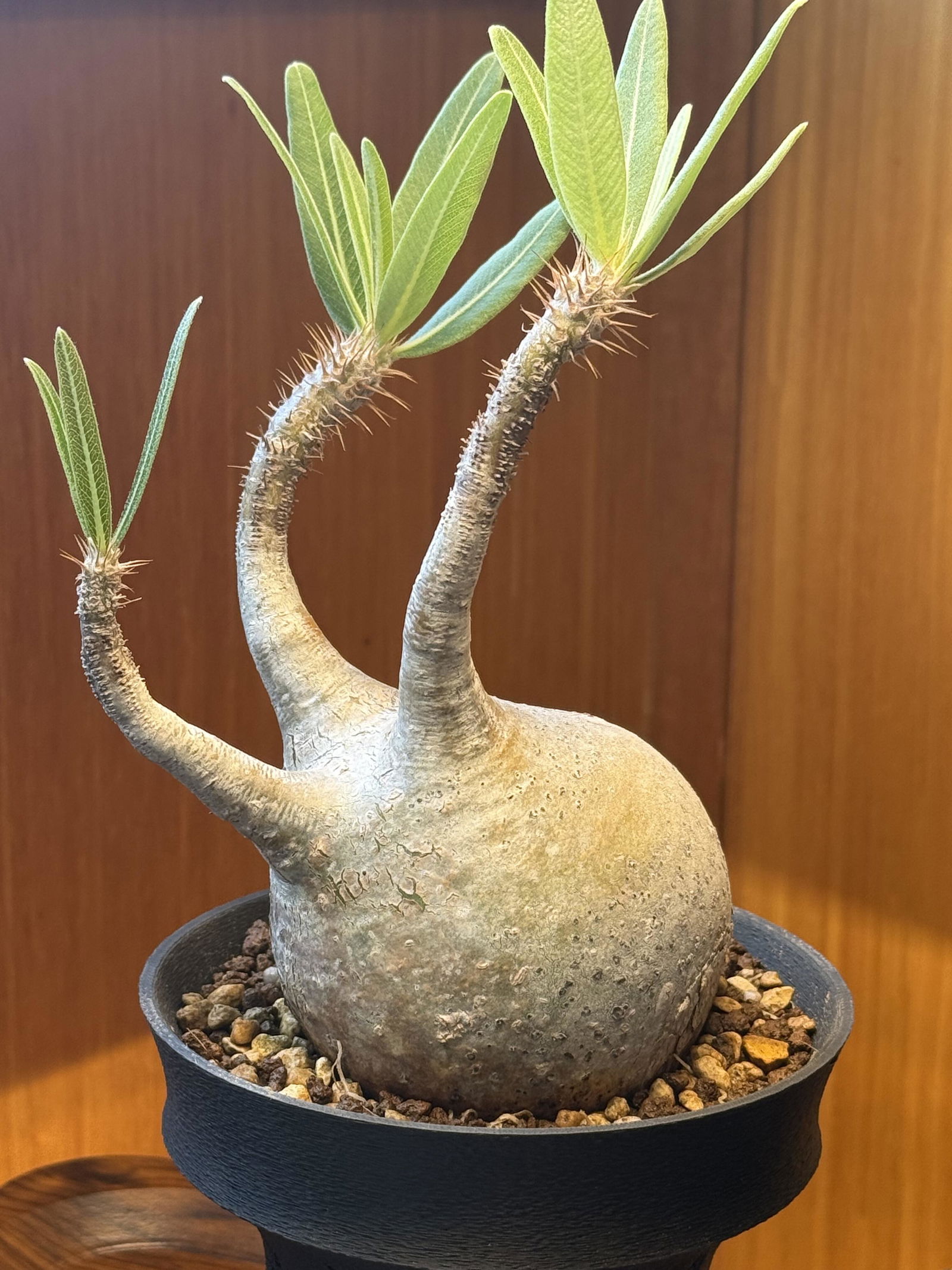 2413 「塊根植物」パキポディウム ナマクアナム 実生【発根未確認