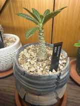 現品限り】パキポディウム・グラキリス【A12】 Pachypodium gracilius