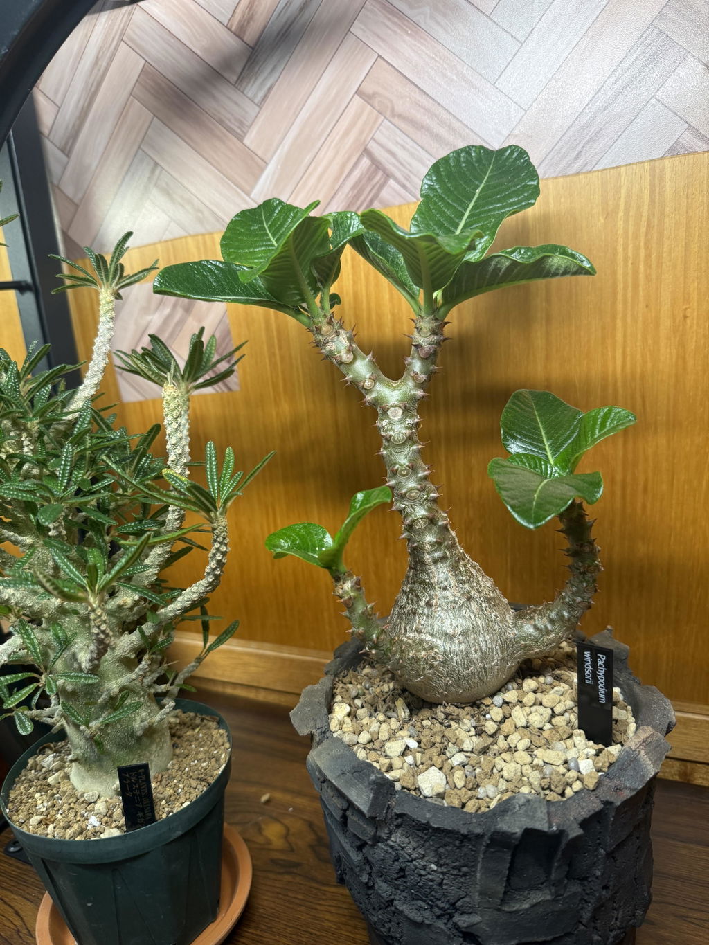 現品限り】パキポディウム・グラキリス【A5】 Pachypodium gracilius