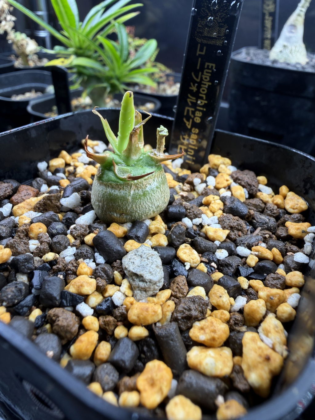 パキポディウム・アンボンゲンセ 実生【C48】 Pachypodium ambongense