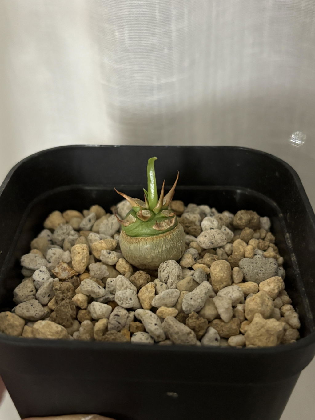 現品限り】オトンナ・マクロスペルマ【E2】 Othonna macrosperma 塊根