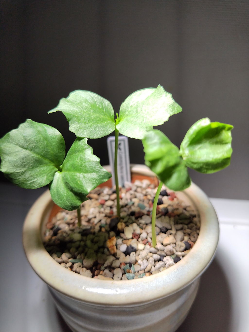 種】コミフォラ・サクシコーラ / Commiphora saxicola – プラント