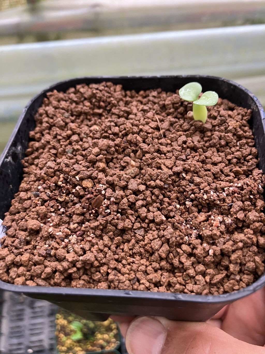 種】パキポディウム・ナマクアナム 光堂 [現地採種]/Pachypodium