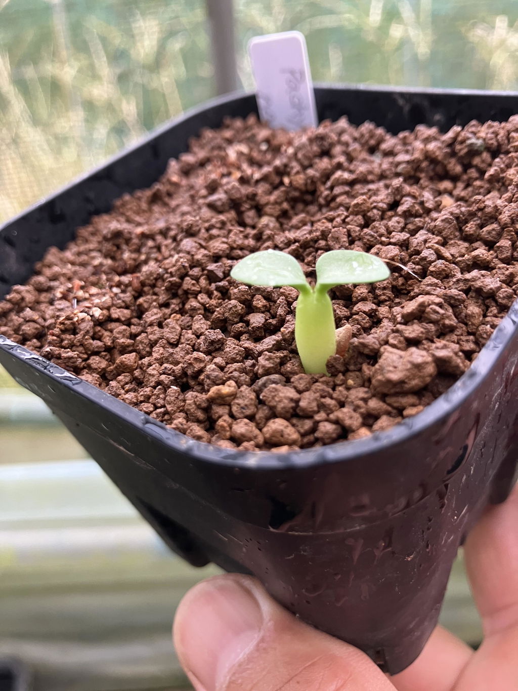 種】パキポディウム・ナマクアナム 光堂 [現地採種]/Pachypodium