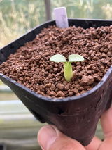 種】パキポディウム・ナマクアナム 光堂 [現地採種]/Pachypodium