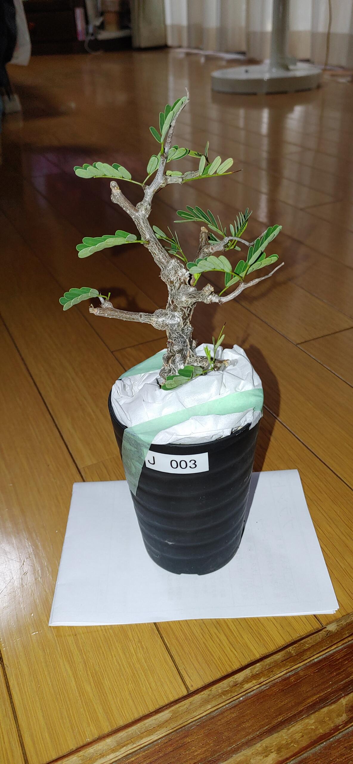 現品限り】チレコドン・ワリチー 現地株 4年管理【AH65】 Tylecodon