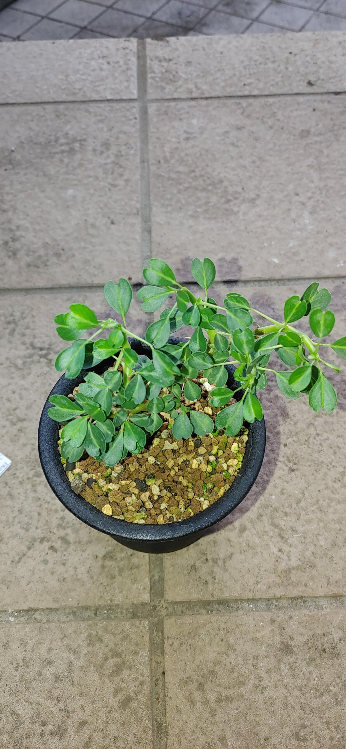 パキポディウム・マカイエンセ 実生【I28】 Pachypodium makayense