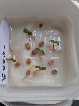 でこ review photo