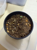 匿名 review photo
