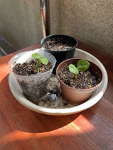 匿名 review photo