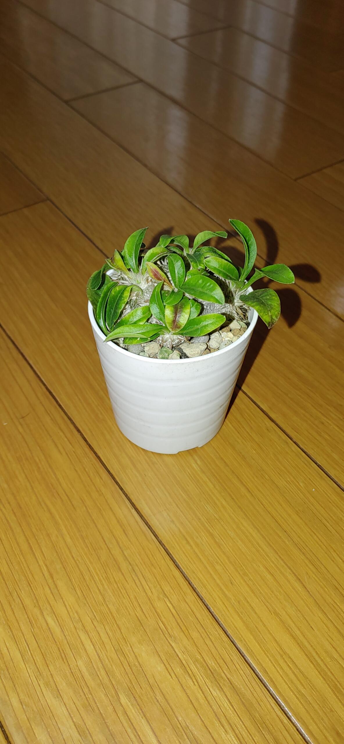 ドルステニア・ジプソフィラ 実生【K58】 Dorstenia gypsophila 塊根