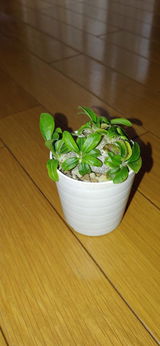 匿名 review photo