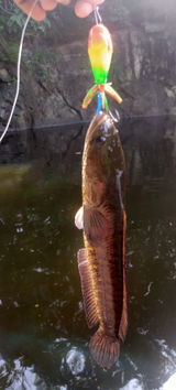 Akhil Battle Fish review photo