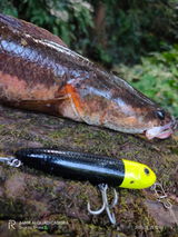 Akhil Battle Fish review photo