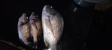 Threenecy Noronha review photo