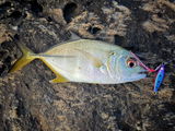 Ryan angler tv review photo