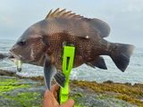 Ryan angler tv review photo