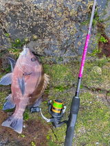 Ryan angler tv review photo