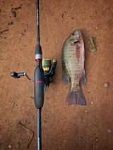 Ryan angler tv review photo