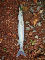 Ryan angler tv review photo