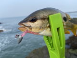Ryan angler tv review photo