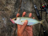Ryan angler tv review photo