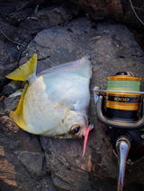 Ryan angler tv review photo