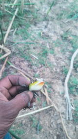 S m sabir review photo