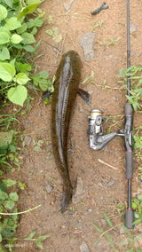 Inso angler review photo