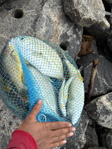 Angler_anas review photo