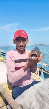 Sabir review photo