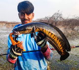 Snakeheadkings review photo