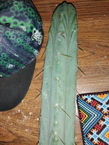 Scotty review photo