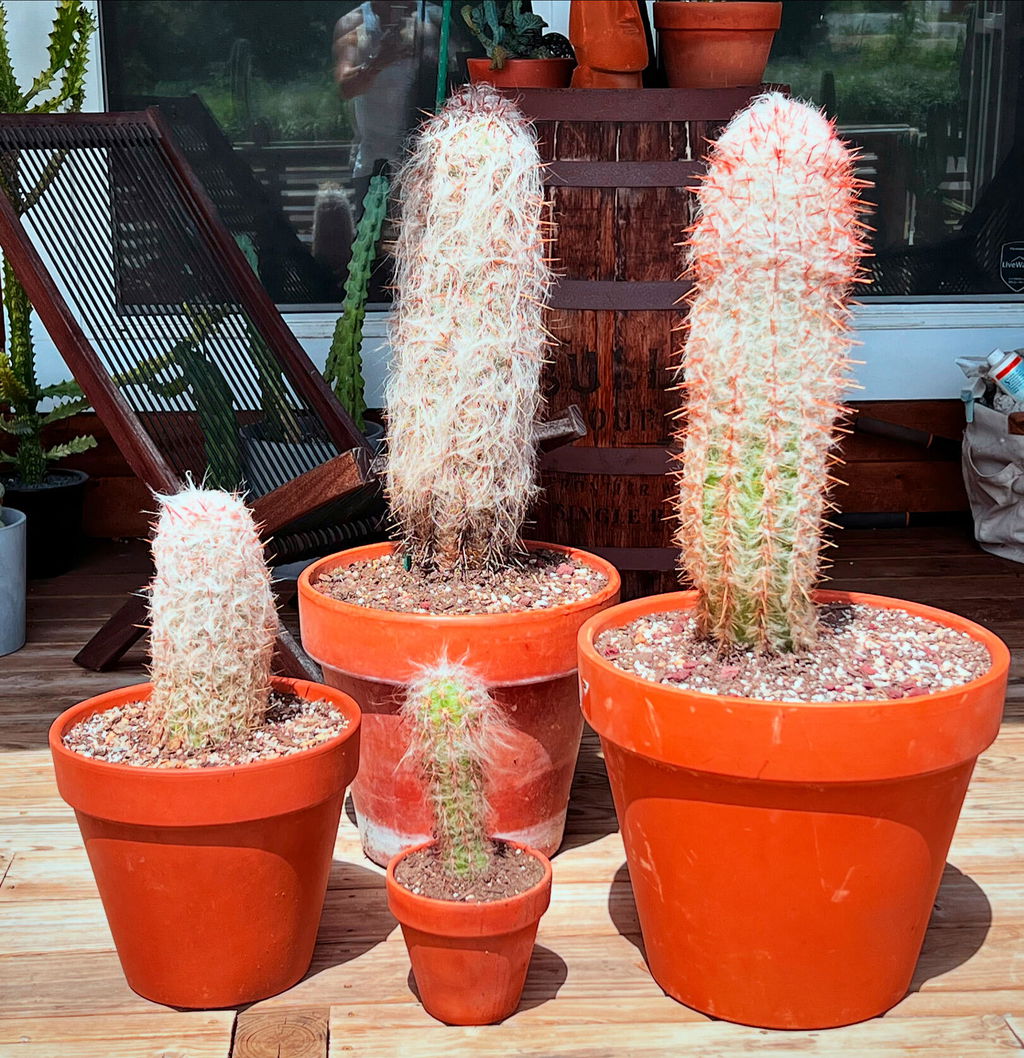 Old Man of the Mountain Cactus - Oreocereus Trollii