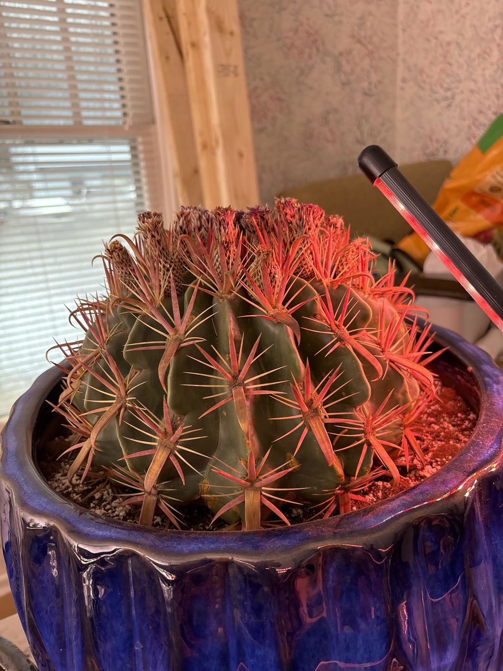 Devil's Tongue Barrel Cactus - Ferocactus latispinus