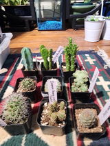 Cathy Musser review photo