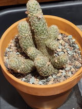 Cathy Musser review photo