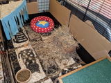 Diane N. review photo
