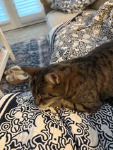 Creature Comfort Throw Blanket