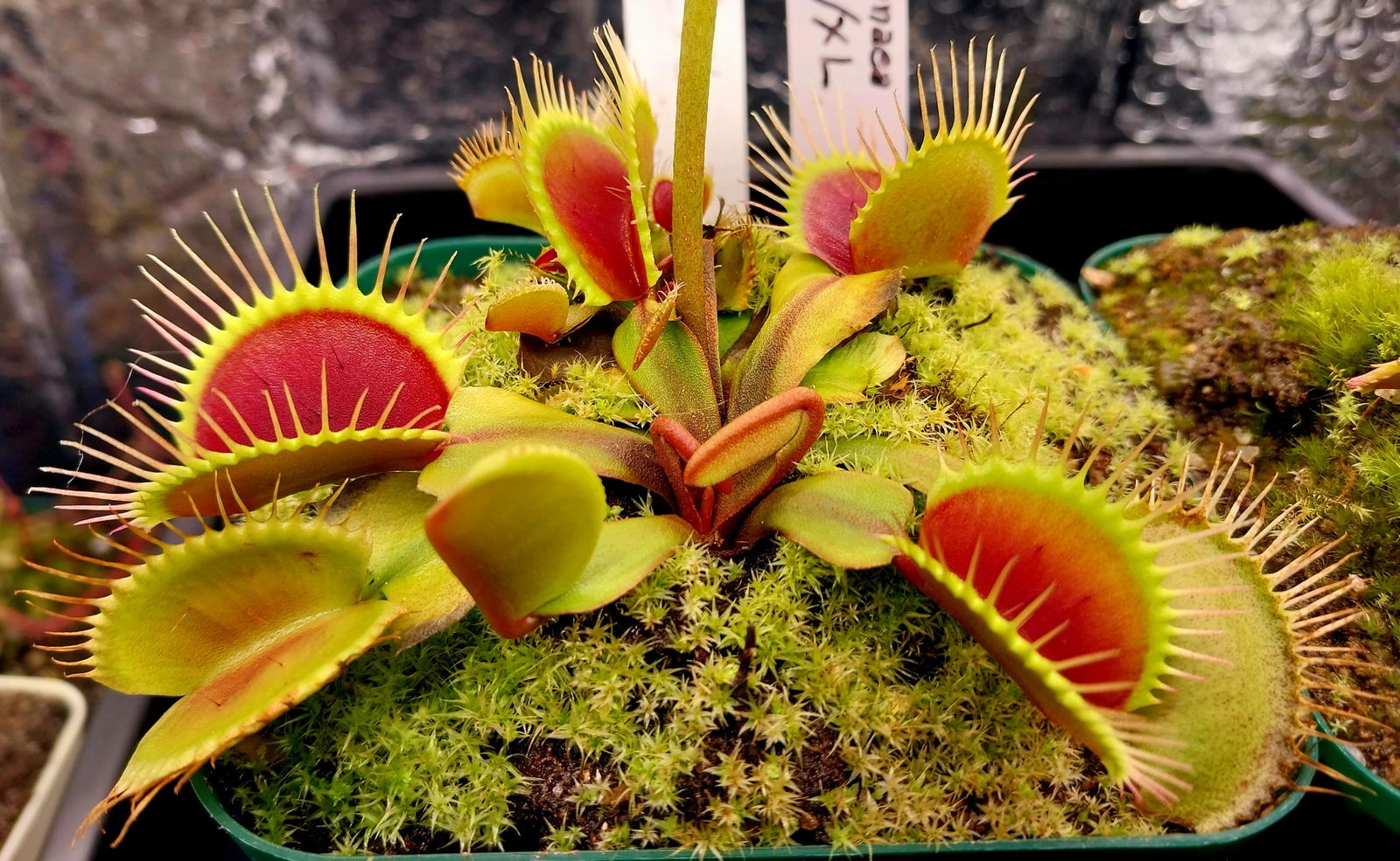 Dionaea m. DC-XL Venus Flytrap