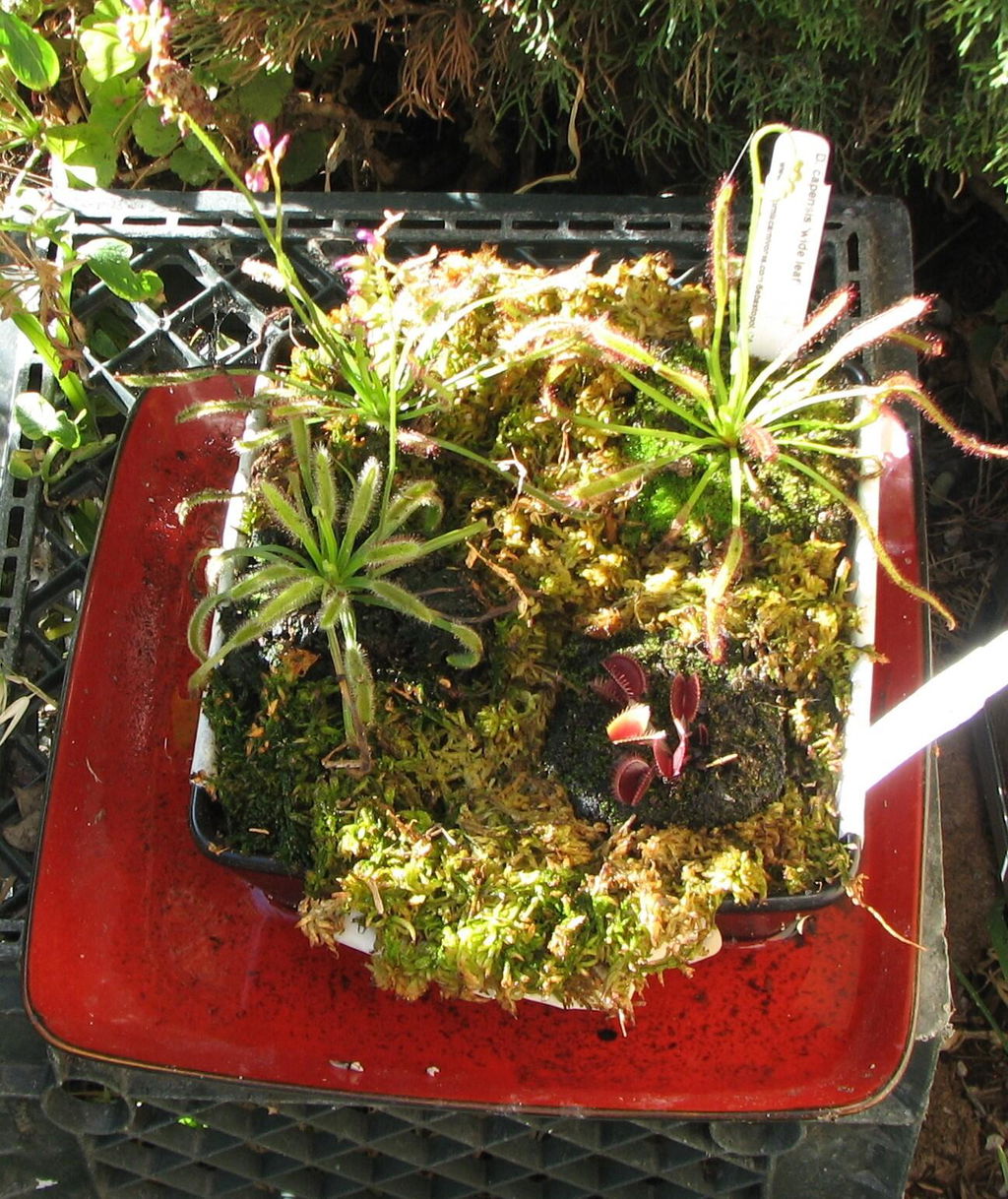 New Zealand Sphagnum Moss 100g – California Carnivores