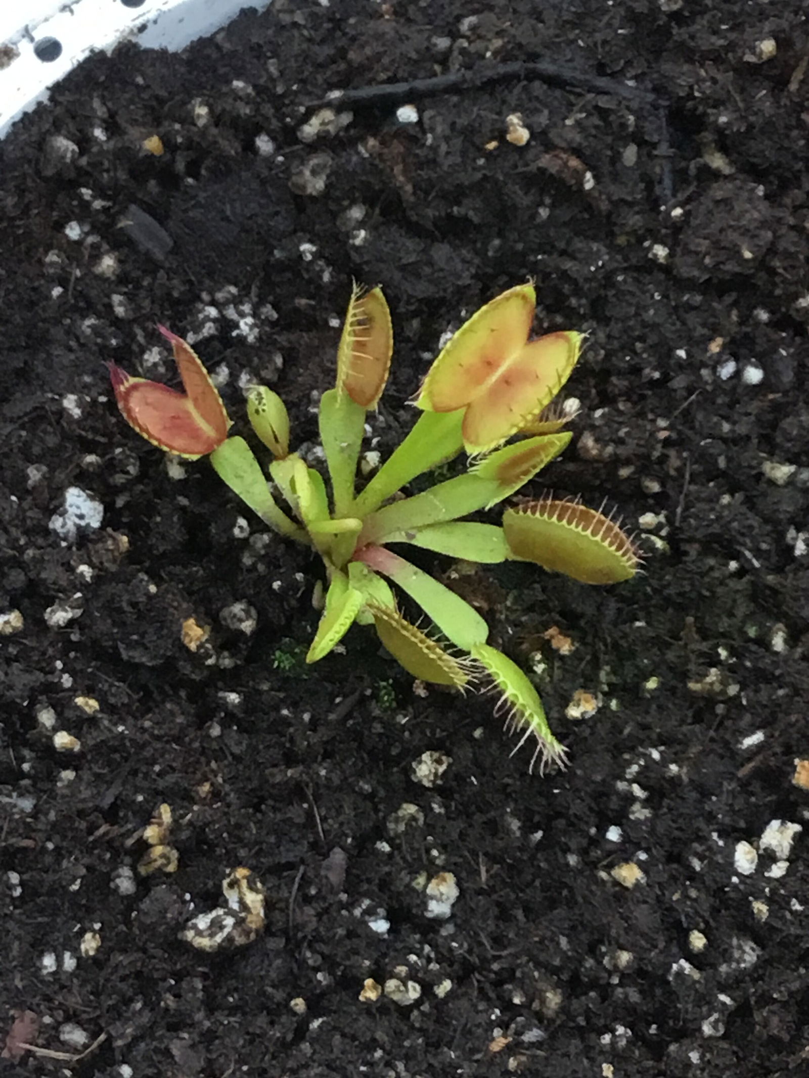 Dionaea m. B-52 Venus Flytrap