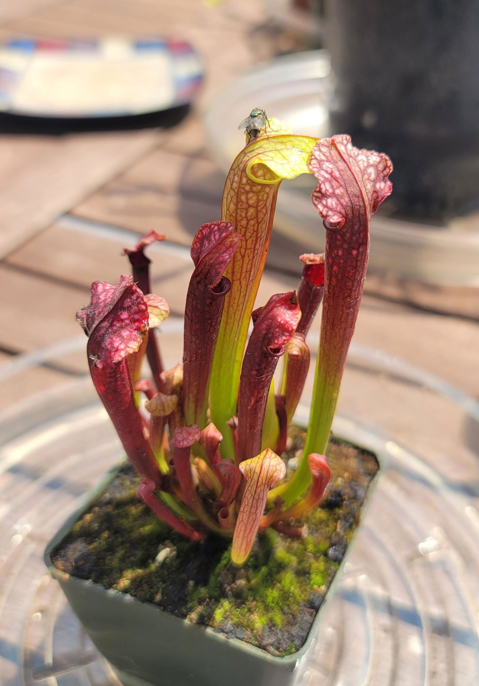Sarracenia Judith Hindle Pitcher Plant – California Carnivores