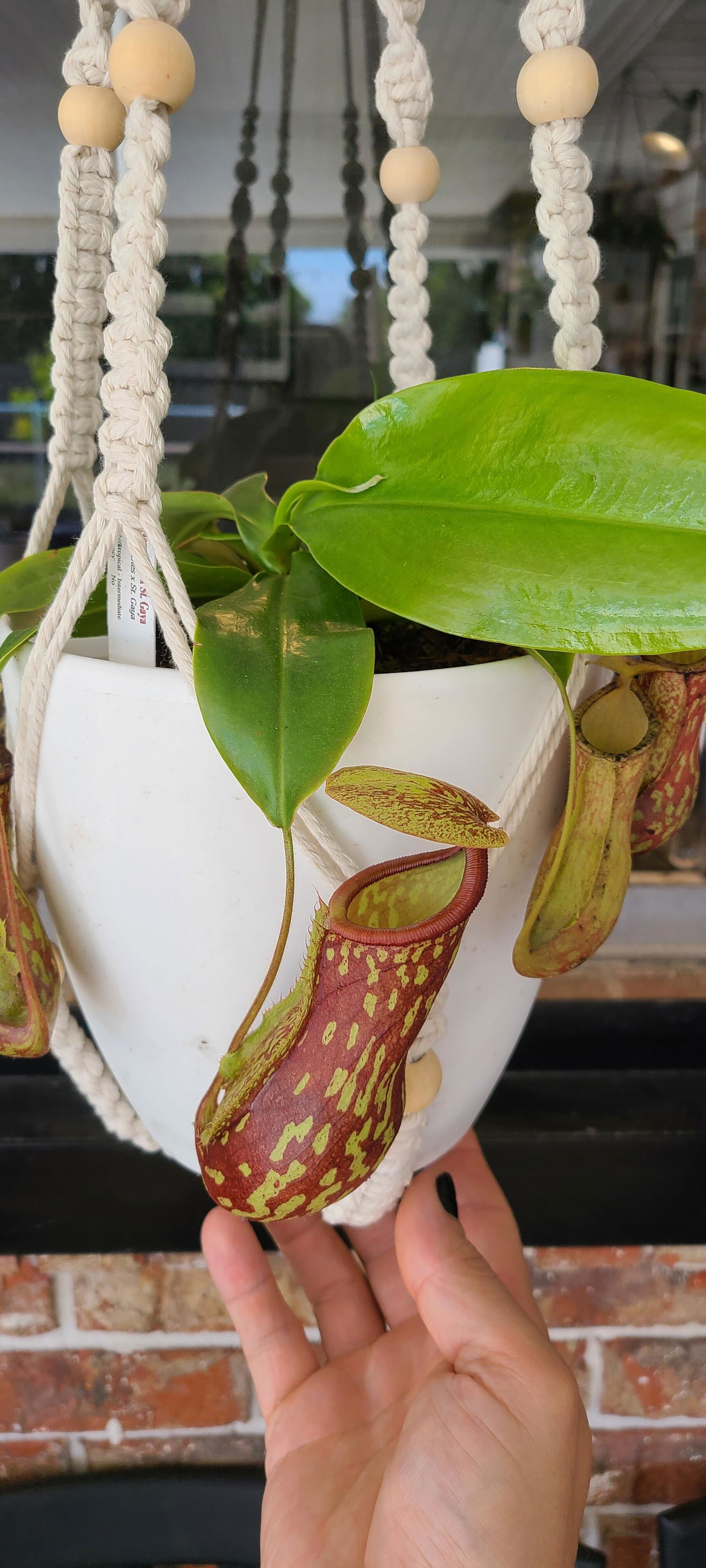 California Carnivores Premium Nepenthes Mix