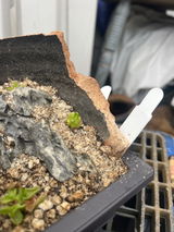 Alice M. review photo